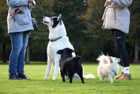 Hundefreilauf Hundetreff Eickhorst Hille Minden